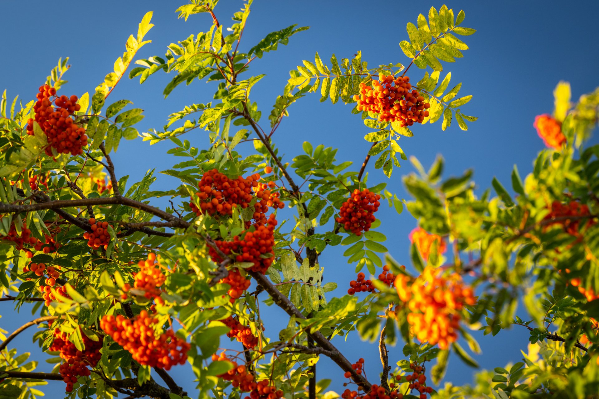 Vogelbeeren im Sonnenlicht