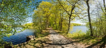 Bild einer Baumallee zwischen zwei Weihern der Westerwälder Seenplatte