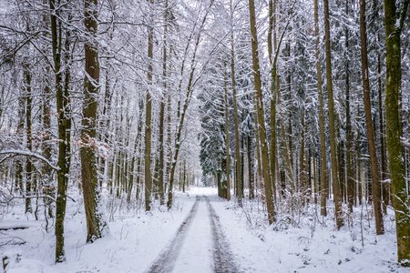 Eingeschneiter Wald